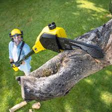 Best Tree Disease Treatment  in Medford Lakes, NJ