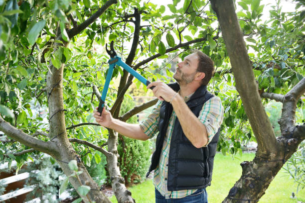 Best Arborist Consultation Services  in Medford Lakes, NJ